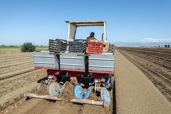 Tractor with crates planting potatoes. Automated agriculture concept for planting potatoes industrially.